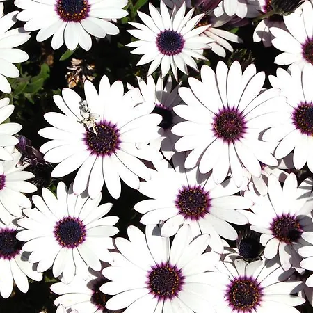 Casa Rural Fuentes De Agata