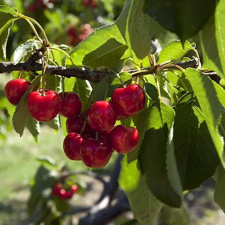 Casa Rural Fuentes De Agata *
