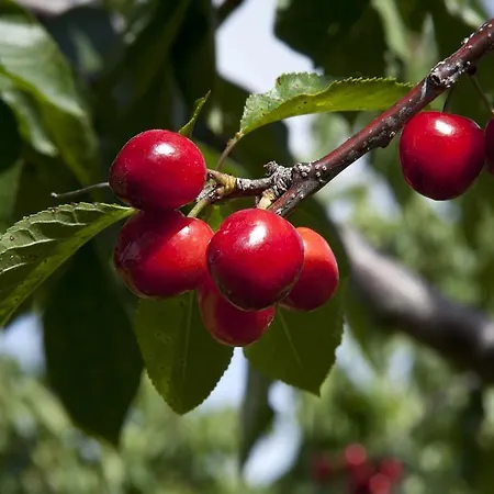 Casa Rural Fuentes De Agata Otel Acebo